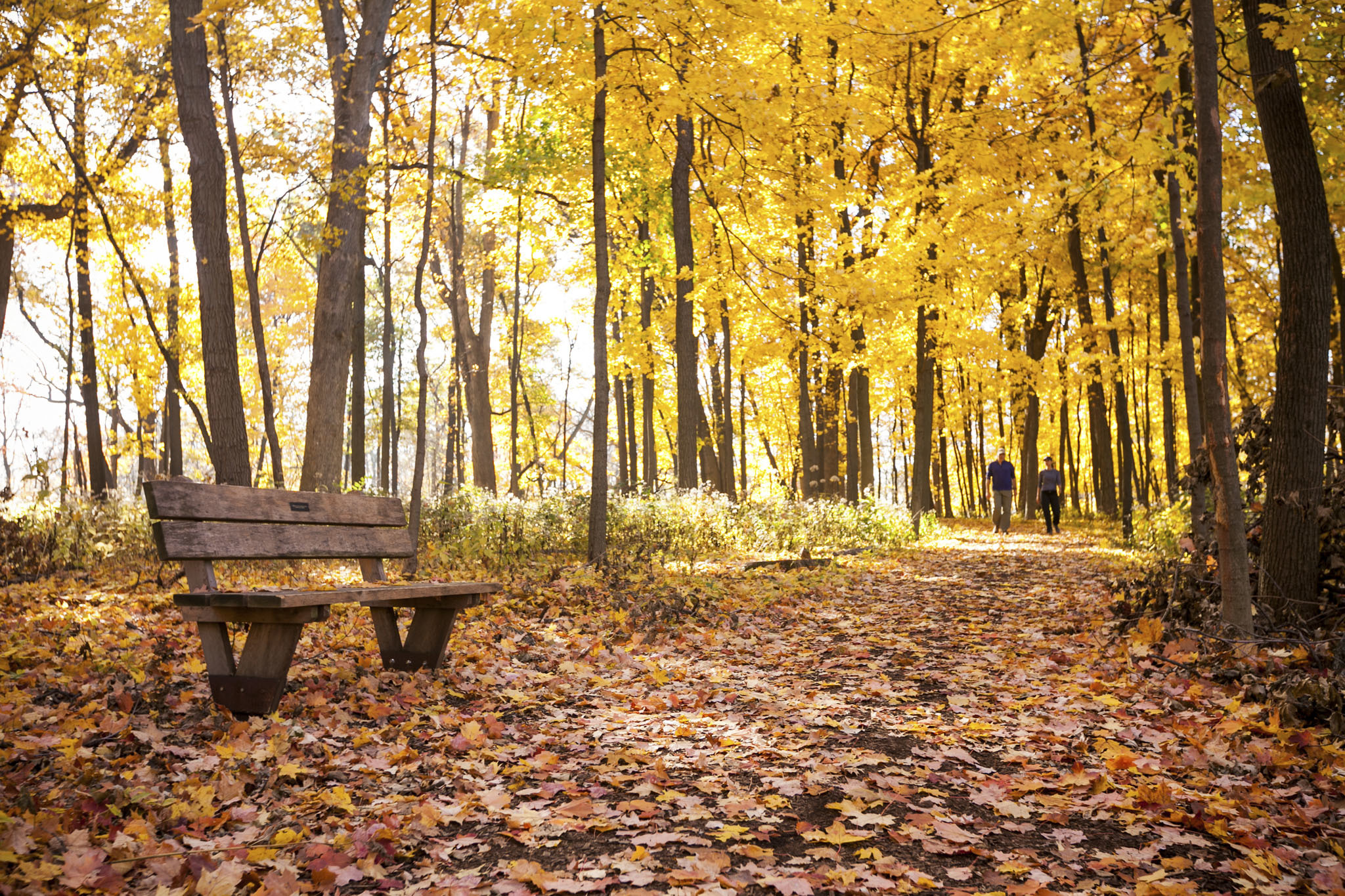 Nov 10, 2021 · chicago blues legend buddy guy ventures out to the western suburbs for a concert at the arcada theatre, 105 e. Best Places to See Fall Foliage in Chicago 2018