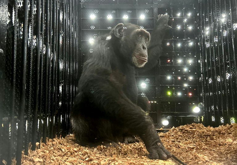 Colombia’s lonely chimp Yoko finds new home in Brazil