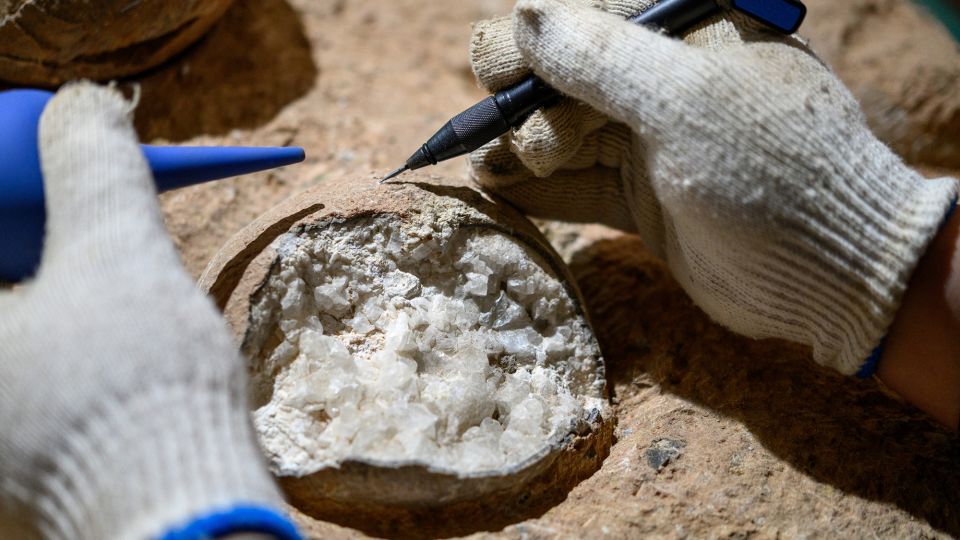 Dinosaur eggs from China found to be around 86 million years old, according to ‘atomic clock’ dating