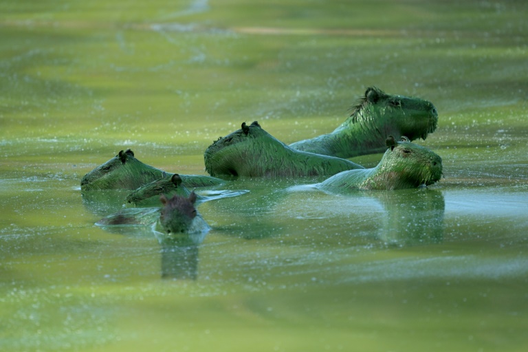 Carpincho verde