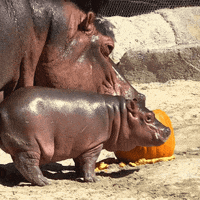 Best Baby Animal Gifs Primo Gif Latest Animated Gifs