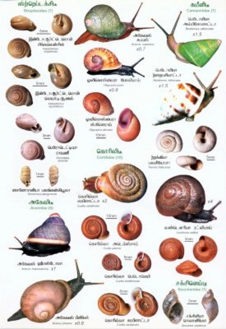Find over 100+ of the best free snail images. Sri Lankan Snails A Popular Colour Guide Tamil Nhbs Field Guides Natural History