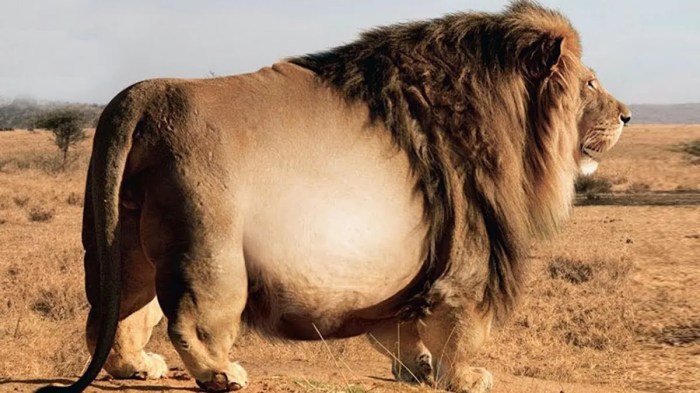 The Biggest Lion Ever Found