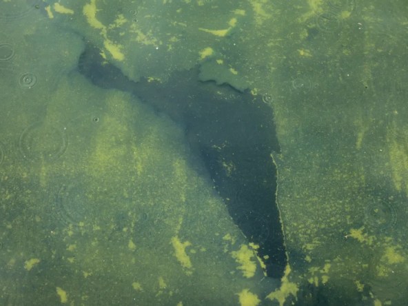Is reflecting pool’s blue paint peeling off?