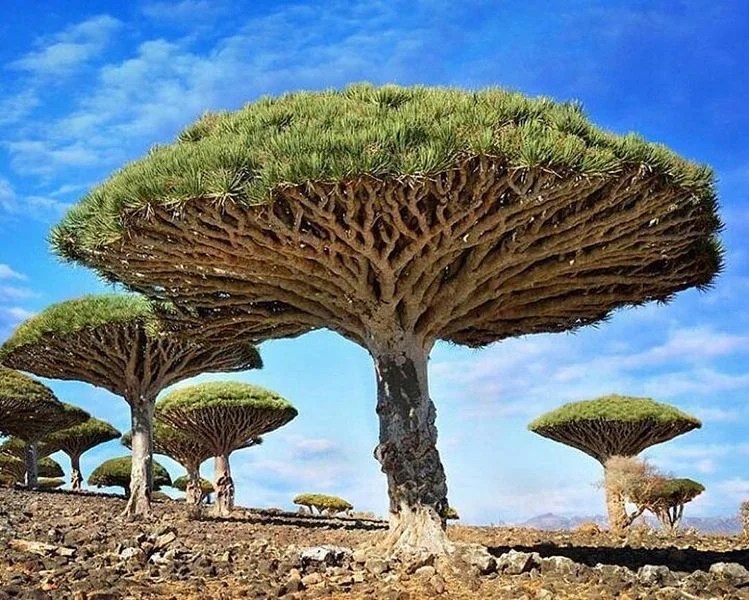 Pohon Darah Naga dari Pulau Socrota - Mediatani