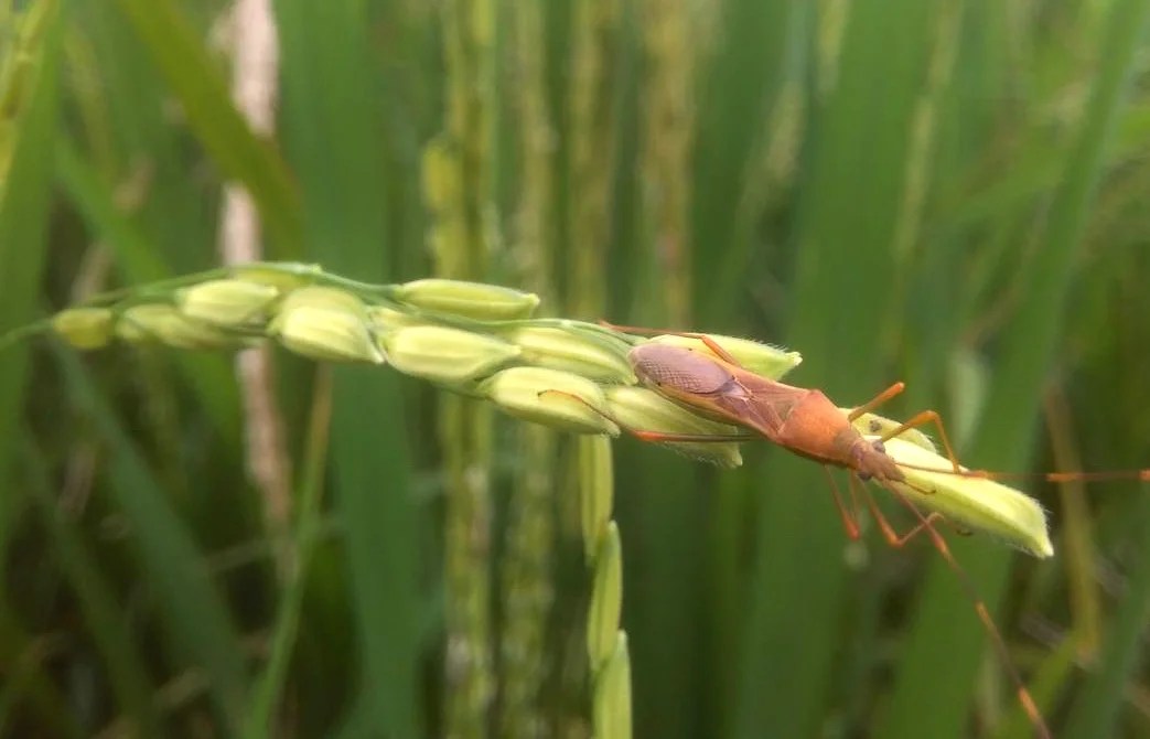 Dan semua usaha pengendalian dan pengobatan dengan menggunakan pestisida itu tidak pernah berhasil tuntas membasmi wereng batang coklat. 5 Cara Ampuh Mengatasi Hama Pada Tanaman Padi Mediatani