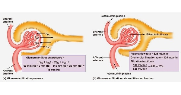 Glomerular Filtration Rate (Gfr) - Measurement - www.medicoapps.org