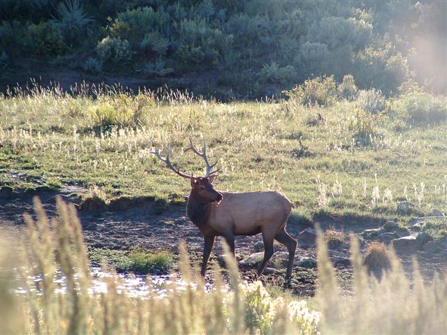 Get unlimited access to over ten years of historical draw odds and harvest data for over 1700+ hunt units. Oak Ridge Outfitters LLC, Meeker, Colorado