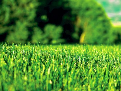 В стремление создать своими руками ландшафтный дизайн на даче, многие садоводы совершают грубейшую ошибку, высаживая только кустарники, деревья и цветочные . Kak Vyrastit Gazon Megastroj