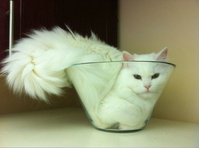 Proofs That Cats Are Liquids (17 pictures) Memolition