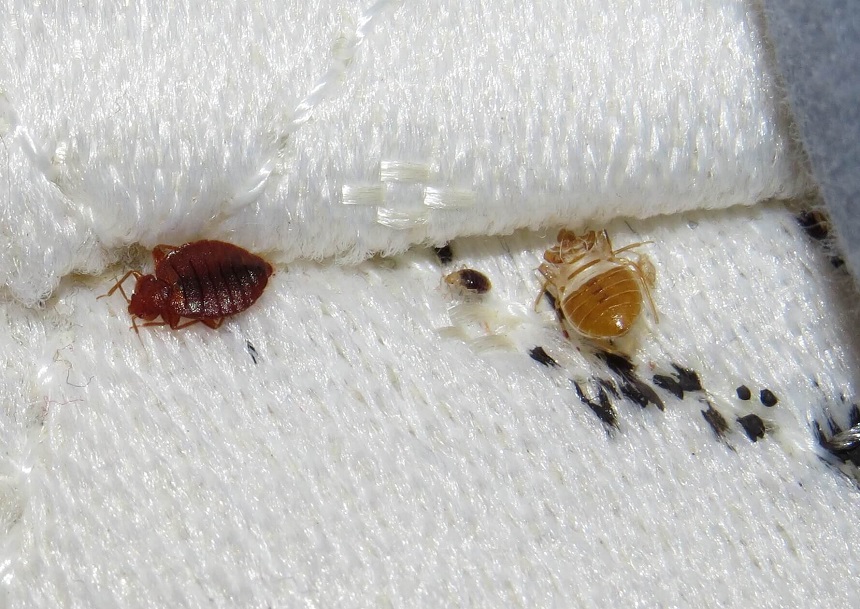 If you’ve never had a bed bug infestation in your home, or you didn’t treat your house for bed bugs, then finding dead bugs is a sign of bed bug infestation. Bed Bug Shells Size Appearance And Everything You Need To Know