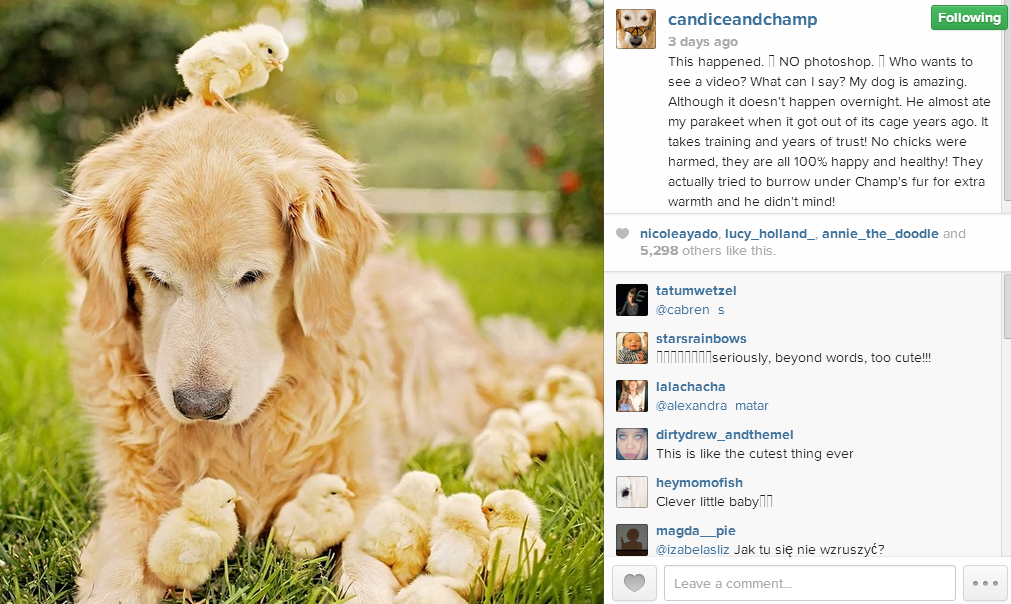 Gentle Golden Retriever On Instagram Loves Butterflies And Chicks