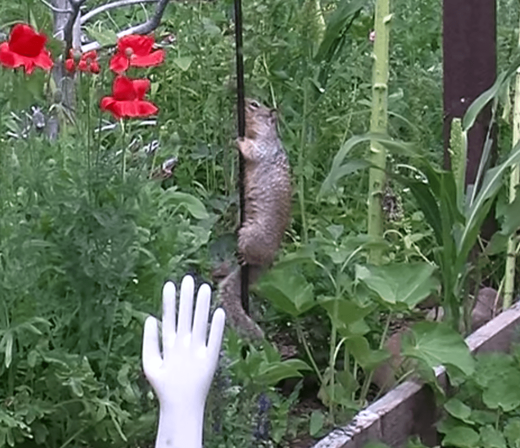 Squirrel Who Steals From A Garden Bird Feeder Meets His Match When