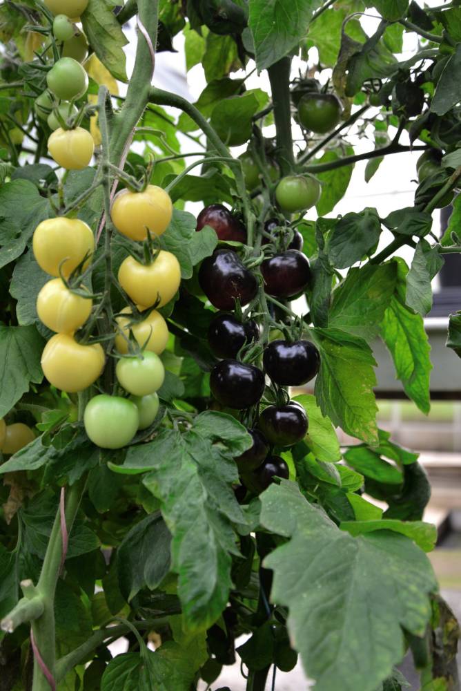 World's first black and white tomato plant goes on sale Metro News