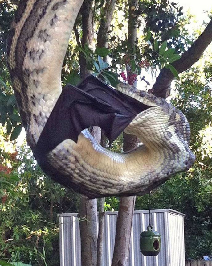 Video of huge python eating huge bat from Australia is both amazing and
