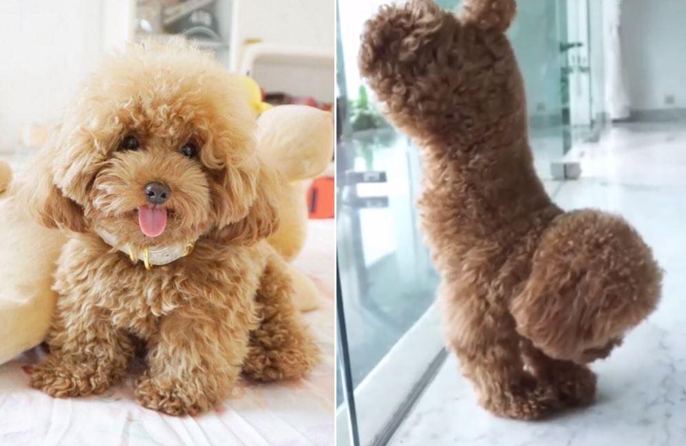 Meet Ginger Doodle the toy poodle who is cuter than you standing on her