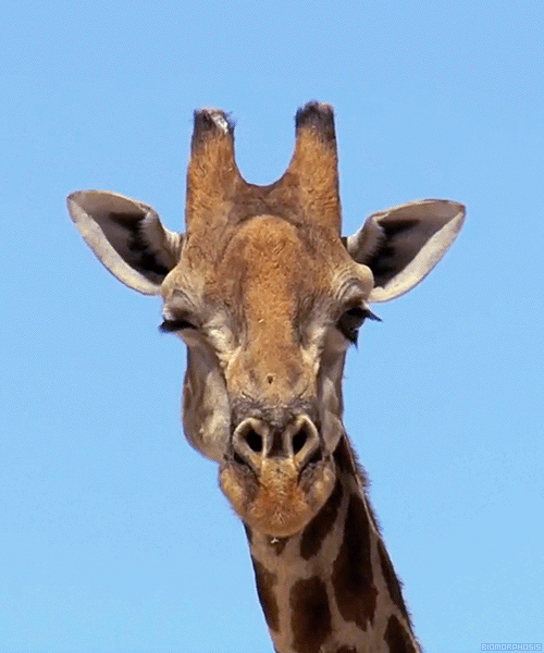 Physicist Philippe Binder explains how giraffes drink with those really