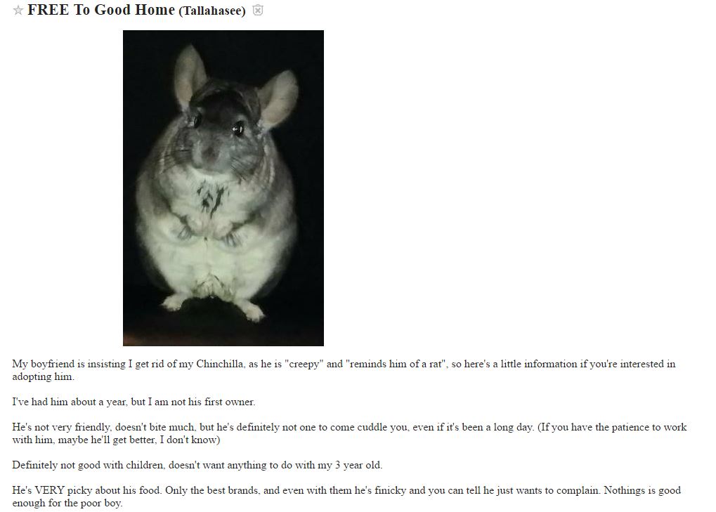 chinchillas craigslist