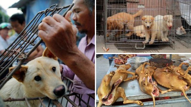 chinese dog meat festival 2023 China's Yulin dog meat festival photos show animal slaughter Metro News