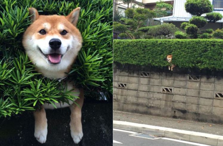 Unfortunate Wall Doggo Stuck Until The End Of Time Youtube