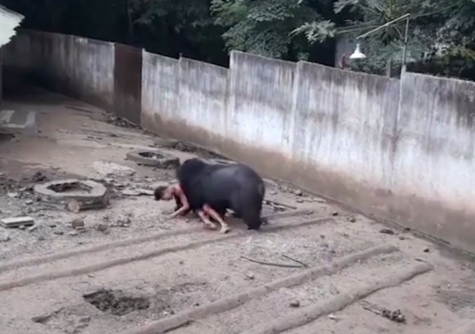 Man mauled by bear after he teased it with food in Thailand | Metro News