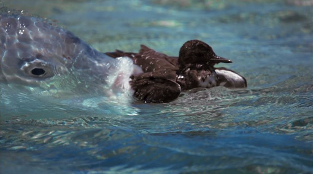 People vow never to go in the sea after Blue birdeating fish