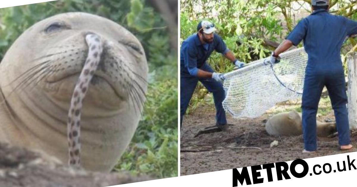 Endangered monk seal spotted with eel stuck up its nose. Metro News