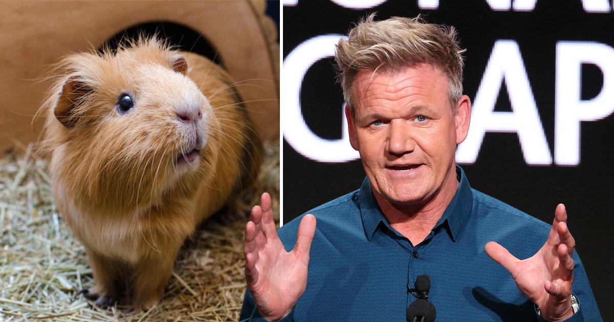 Gordon Ramsay says guinea pig is 'delicious' but can't serve in ...