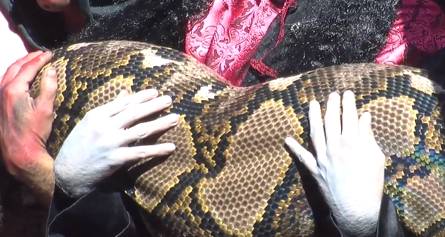 World's largest known snake lives in haunted house | Metro News