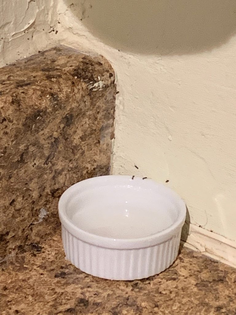 Stage two of ant poison after placed