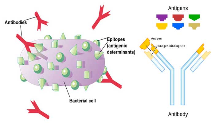 photo Antigen Definition Microbiology microbe notes