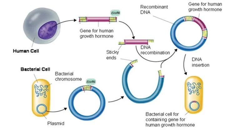 We may earn a commission through links on our site. Gene Cloning Requirements Principle Steps Applications Molecular Biology Microbe Notes