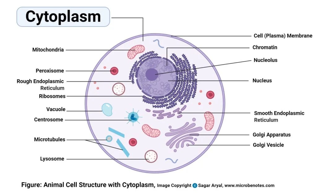 Is Stroma the Same as Cytoplasm? Is Stroma the Same as Cytoplasm?
