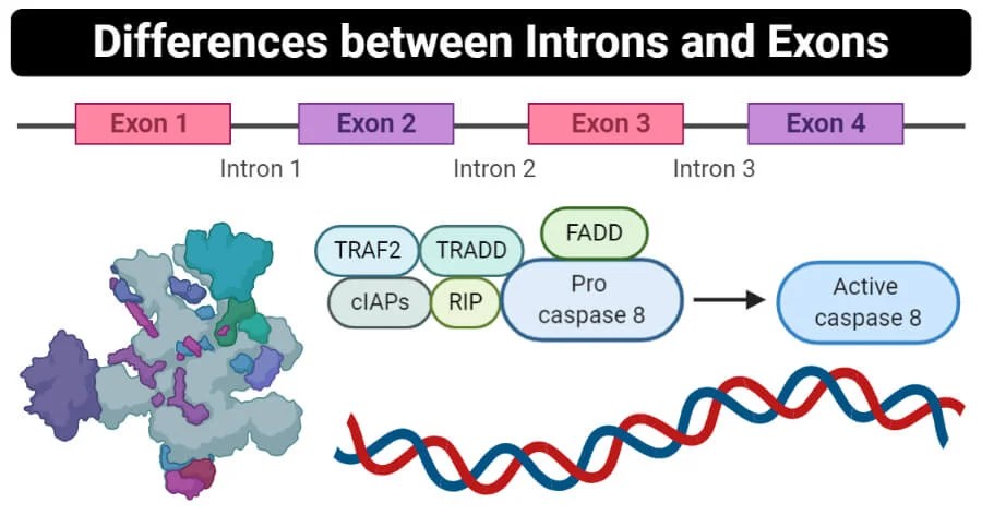 Please complete this venn diagram to demonstrate your understanding of. Introns Vs Exons Definition 12 Major Differences Examples