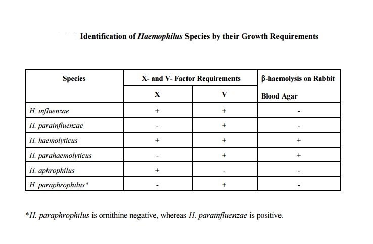 test v factor blood results test Haemophilus: factor for X V Procedure Principle, and test v factor blood results test Haemophilus: factor for X V Procedure Principle, and
