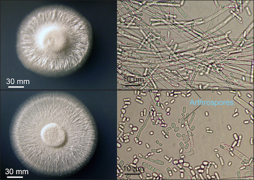 Box packaging die cut template . Geotrichum candidum: A yeast holding on to its moldy past