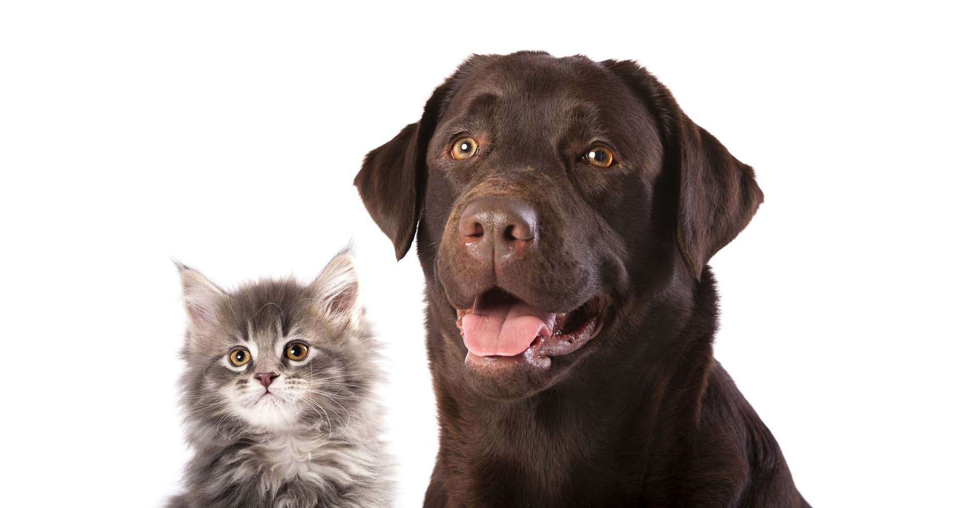 Preventative Care Middle River Animal Hospital