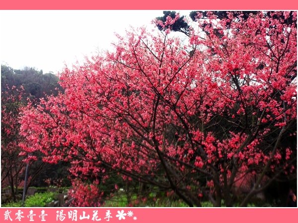 台北》北投2011陽明山花季開幕之陰雨綿綿冷翻天