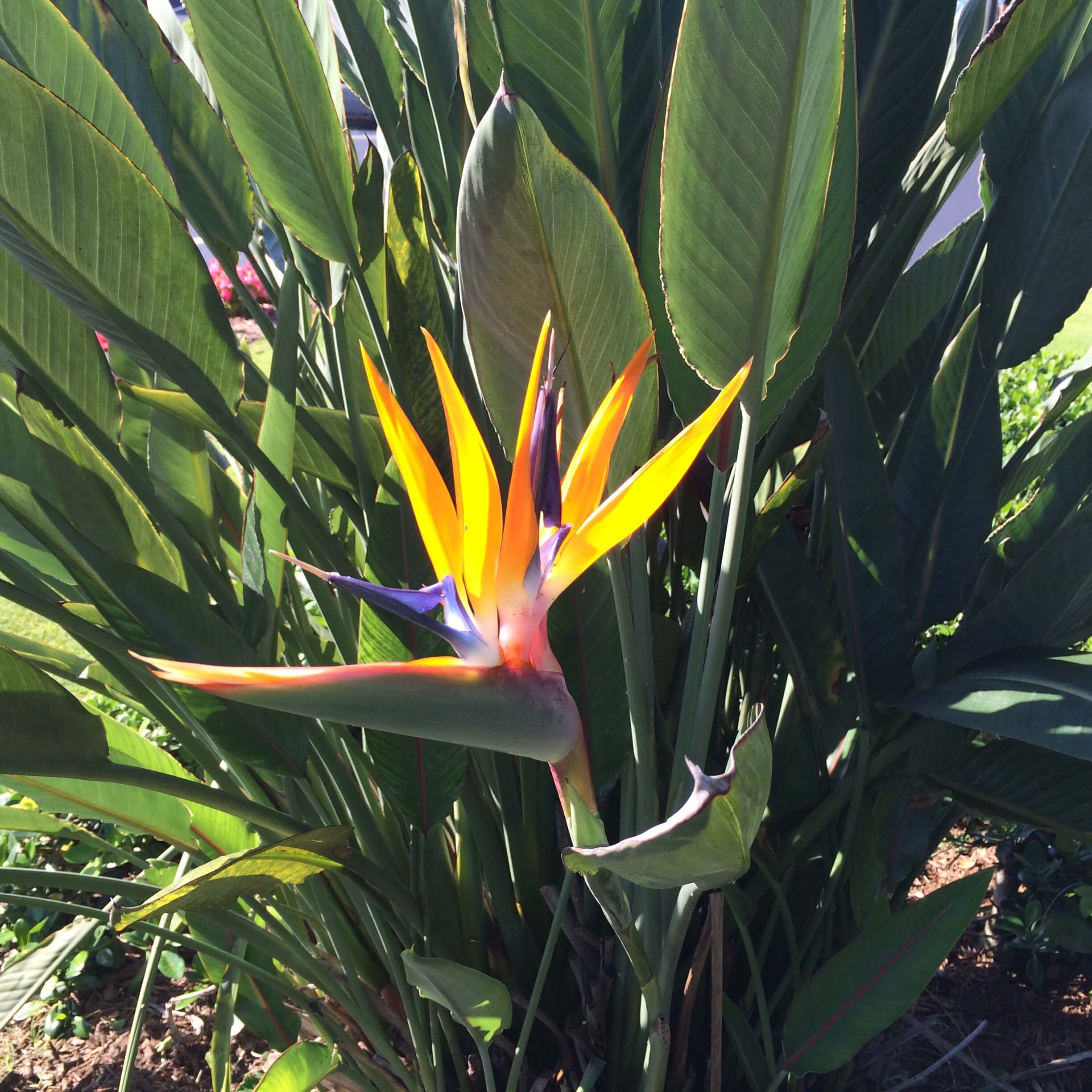 Orange Bird of Paradise Michael Flaugh Landscape Architect