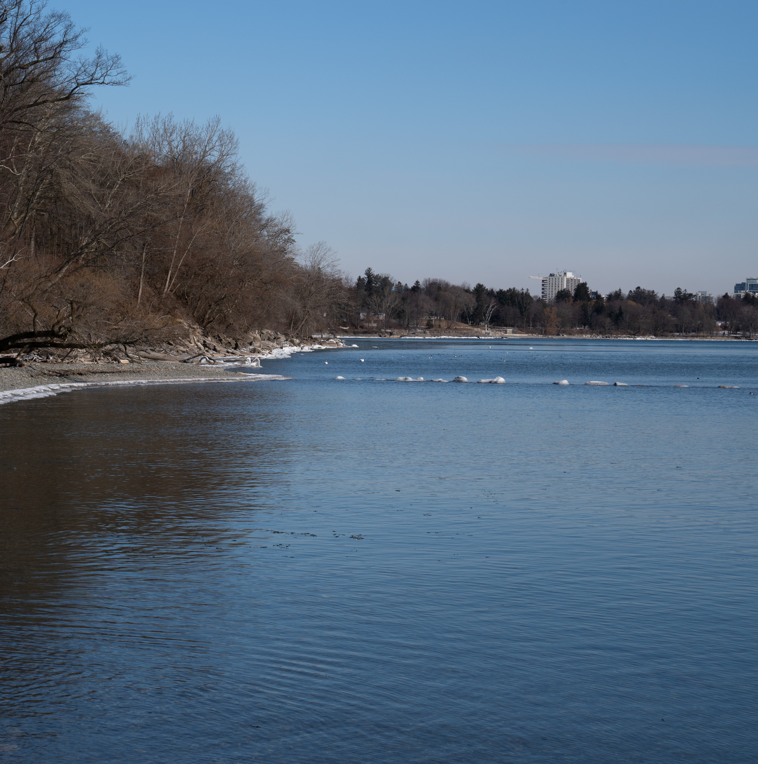 Most of them come here to picnic and spend time by the waterfront. Singing Cardinals At Jack Darling Memorial Park February 2021 Miles Hearn
