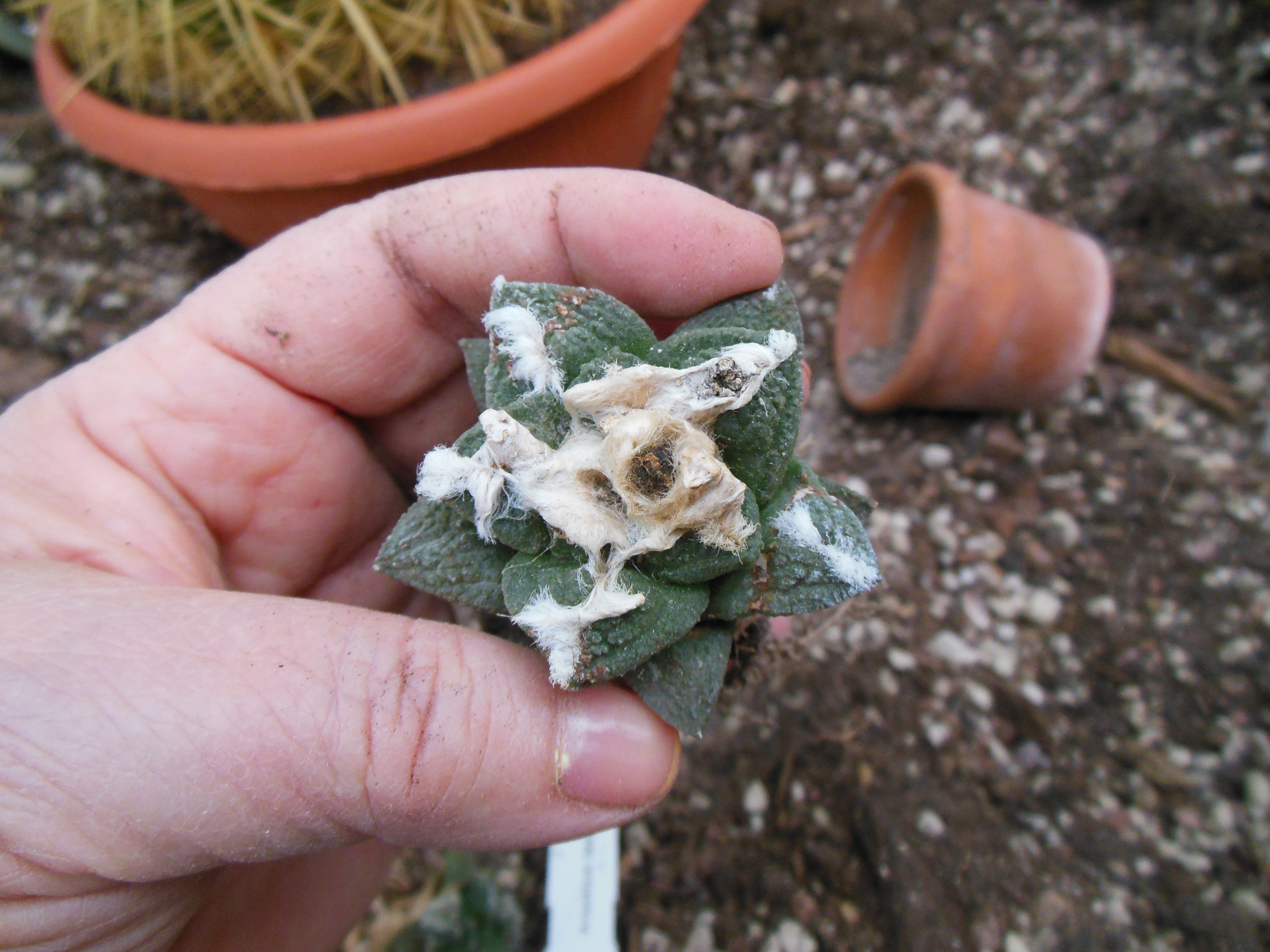 Rinvasare cactus e succulente perch¨ e quando