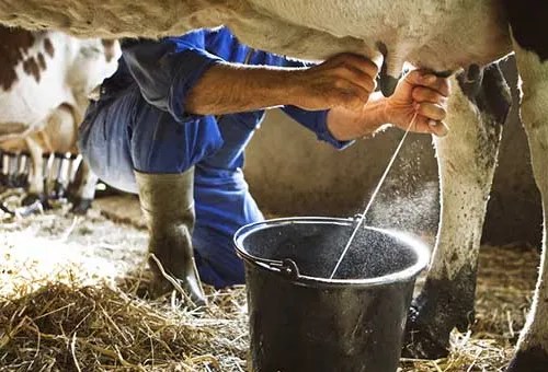 La leche, bajo la lupa de la ciencia: un experto derriba los mitos que circulan en redes La leche, bajo la lupa de la ciencia: un experto derriba los mitos que circulan en redes