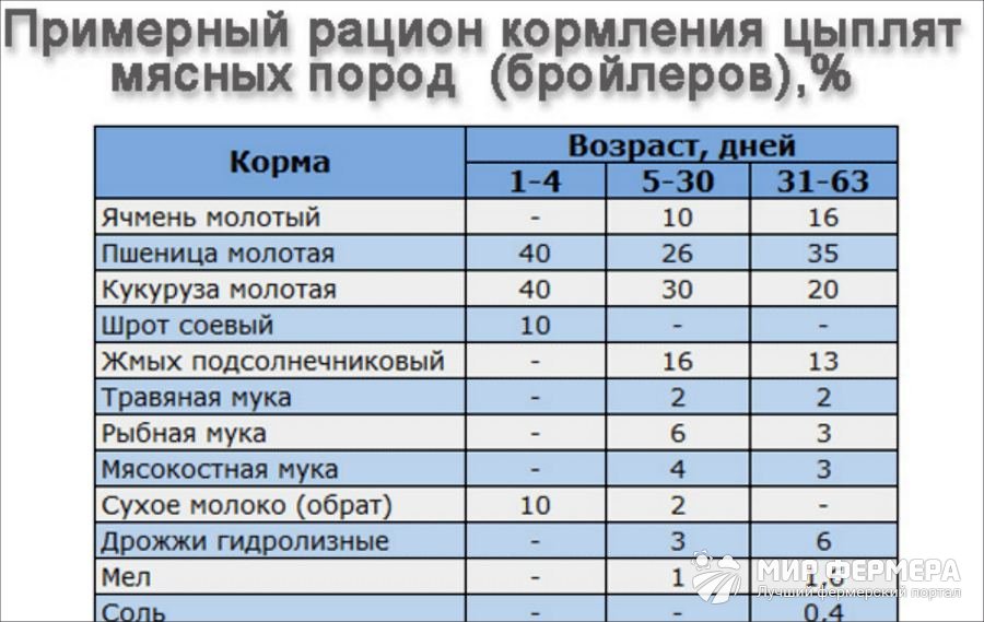 Как правильно выращивать цыплят в домашних условиях. Выращивание цыплят в домашних условиях. Как кормить суточных цыплят