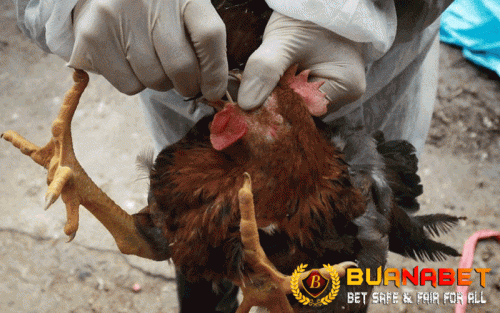 AWAS FLU BURUNG! KETAHUI CARA MENCEGAH PENYAKIT MEMATIKAN PADA AYAM BANGKOK  | by Stefanny Chandra | Medium