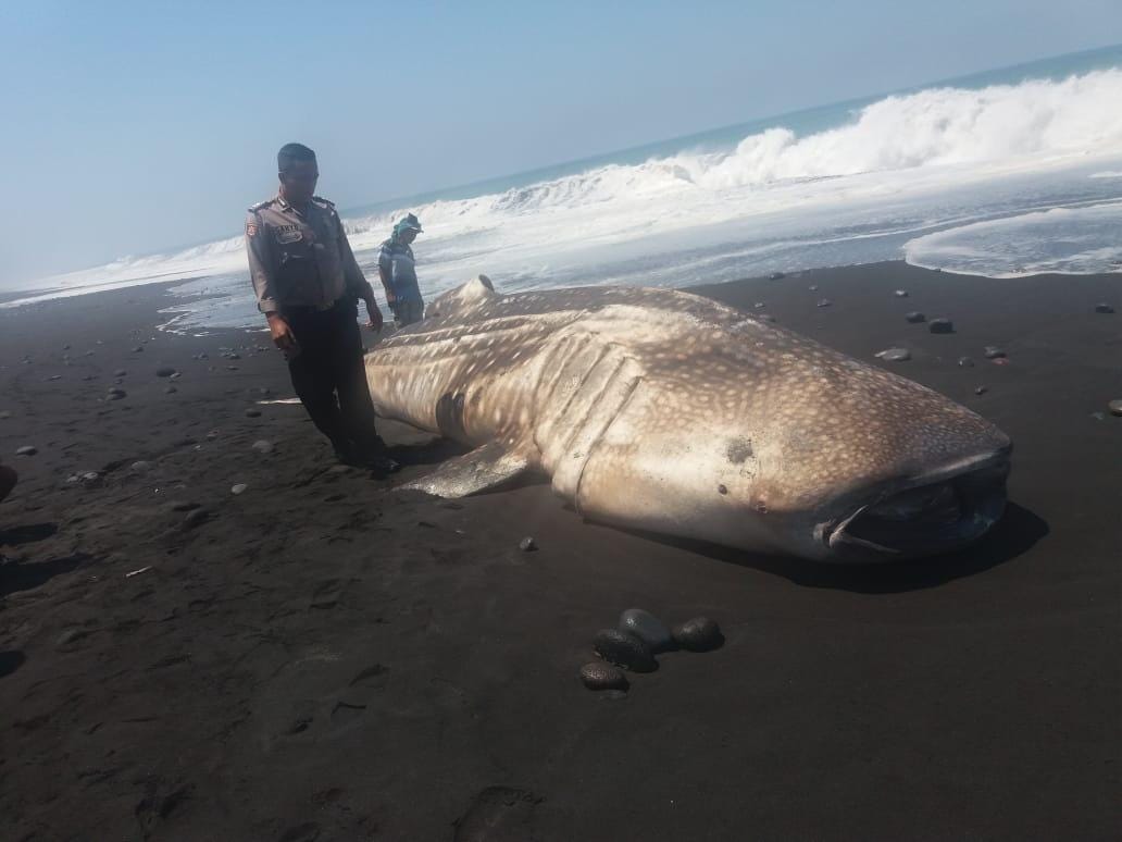 Di Pesisir Pantai Krajan Desa Bades Pasirian Lumajang, Ditemukan Seekor Ikan  Hiu Paus Tutul Yang Terdampar | by Agus Situju Haerah | Medium