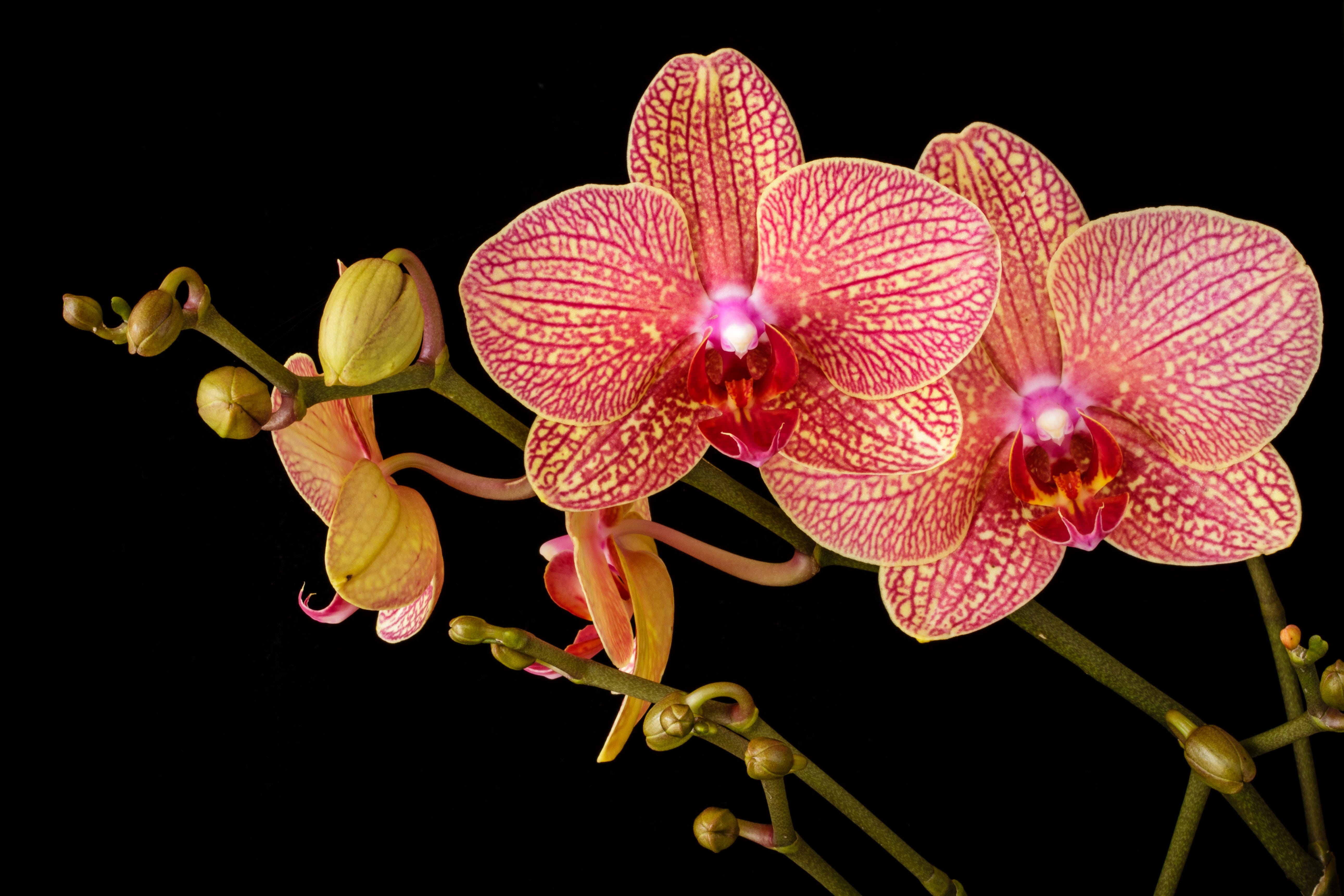 Why sensitive people struggle and how all can thrive | boyce, dr w. The Dandelion Child And The Orchid Child By Jessica Lynn The Write Path Medium