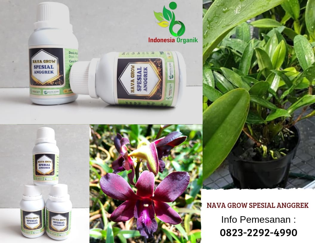 ☑️MELIMPAH_0823<em>2292</em>4990. Agen Pupuk Anggrek Vanda Lampung, Harga Pupuk  Anggrek Hitam Lampung, Jual Pupuk anggrek Dendrobium Lampung | by ☑️Pupuk  anggrek terbaik 0823<em>2292</em>4990 | Medium
