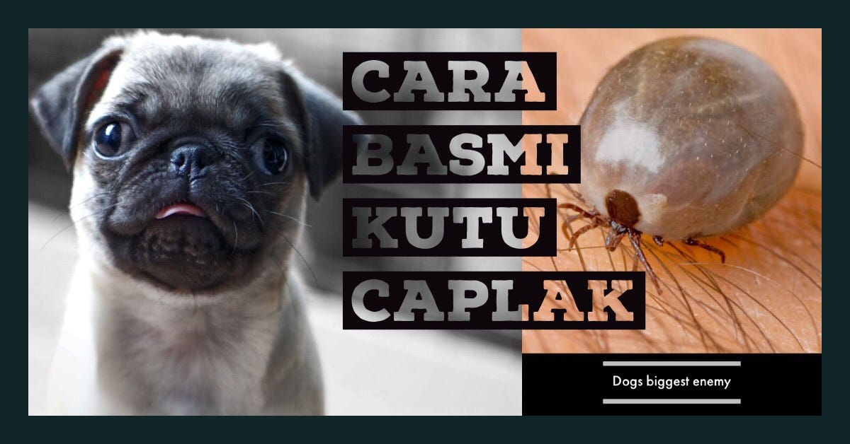 Oli bekas oli bekas juga sering dipakai untuk membasmi kutu ayam/gurem. Cara Basmi Kutu Caplak Yang Aman Dan Efektif Pada Anjing By Mario Wijaya Rio Farm