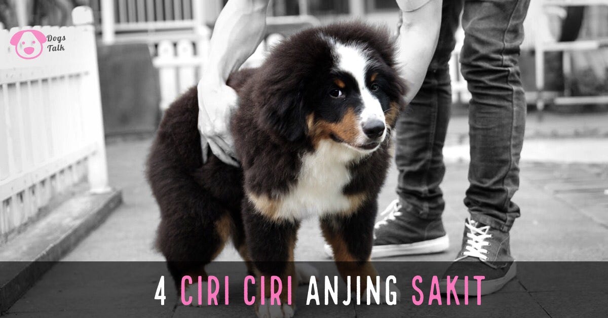4 ciri ciri utama anjing sakit. Berikut ini adalah 4 hal utama yang… | by  Fransmarioo | Rio Farm