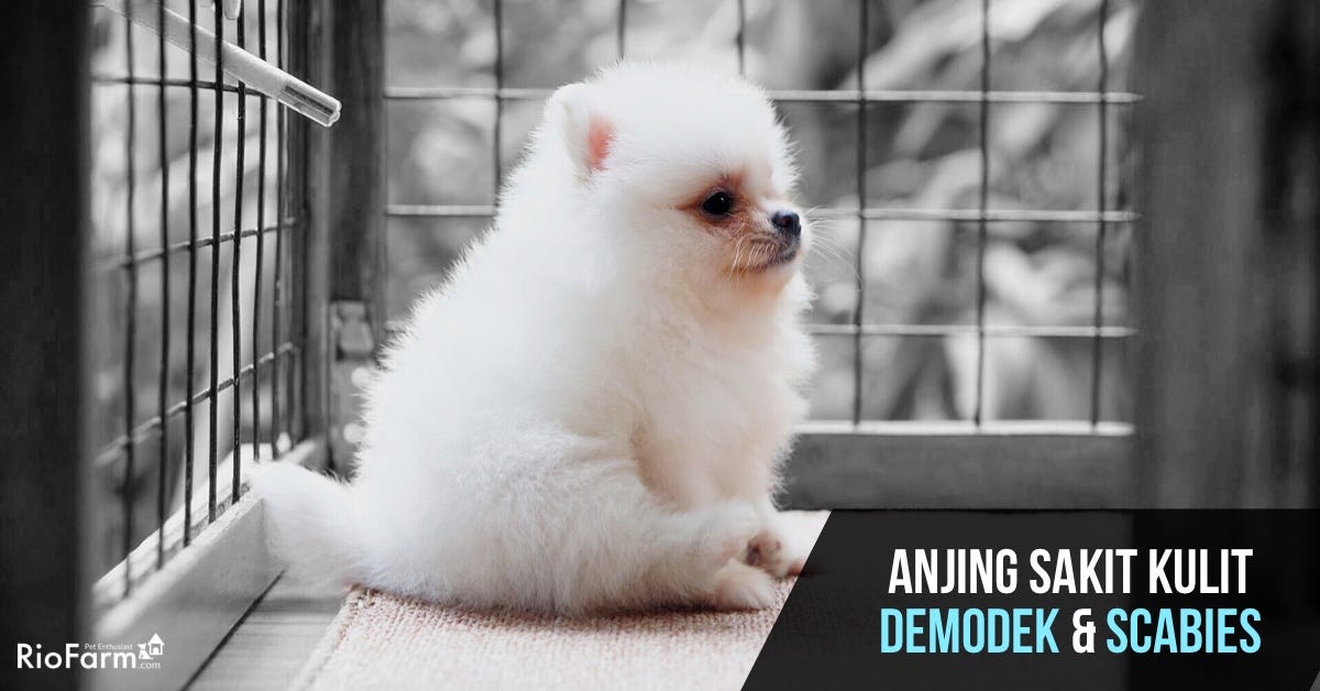 Ringworm merupakan salah satu yang diakibatkan oleh jamur. Anjing Sakit Kulit Demodek Demodex Berkutu Dll By Mario Wijaya Rio Farm